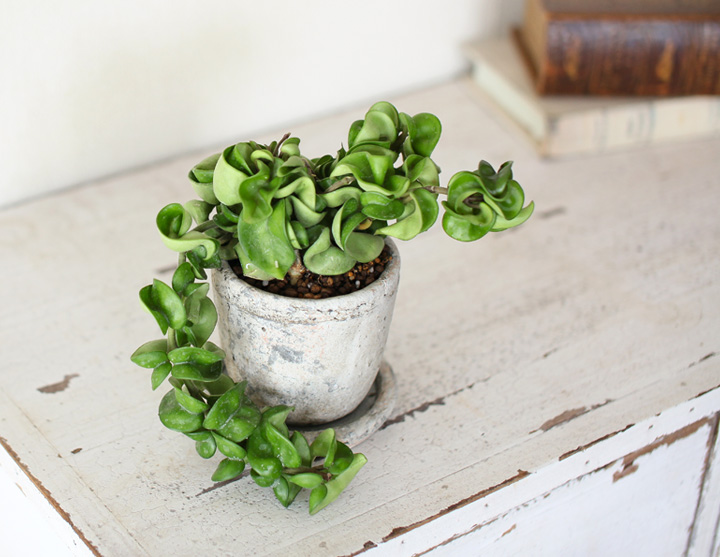 ホヤを化粧鉢に植え替えたイメージ