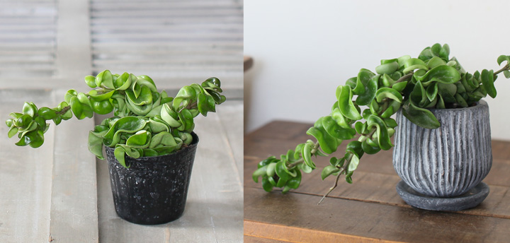 苗を植え替えても