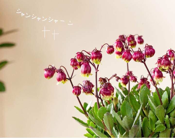 花を楽しむカランコエ 八重咲きウエンディ サニーデイ 5号鉢 公式 E 花屋さん