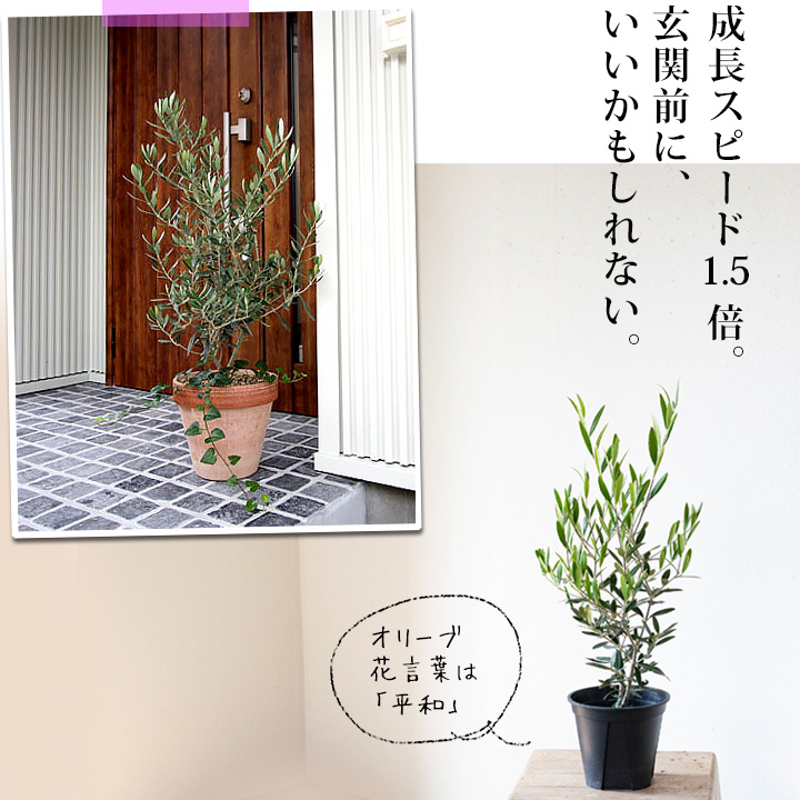 オリーブ・ヒナカゼ6号鉢植え｜成長速度が早く剪定しやすい木