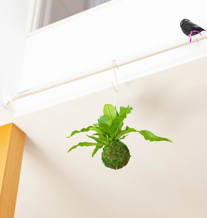 クロコダイルファーンの苔玉を天井から吊り下げたイメージ