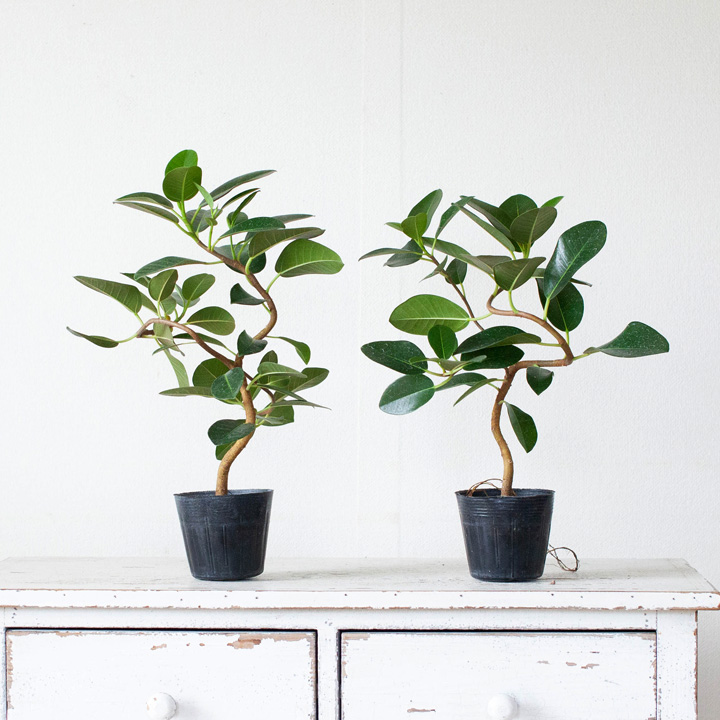 幹曲り フランスゴムの木3 5号苗 公式 E 花屋さん