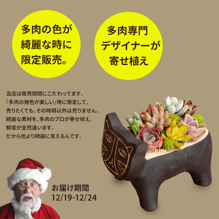 多肉の寄せ植え カラフル