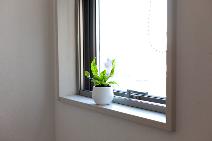 洗面所や窓に観葉植物 小さくて飾りやすいエメラルドウェーブ