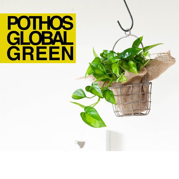 ポトス・グローバルグリーン