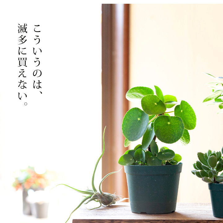 ピレア・ペペロミオイデス