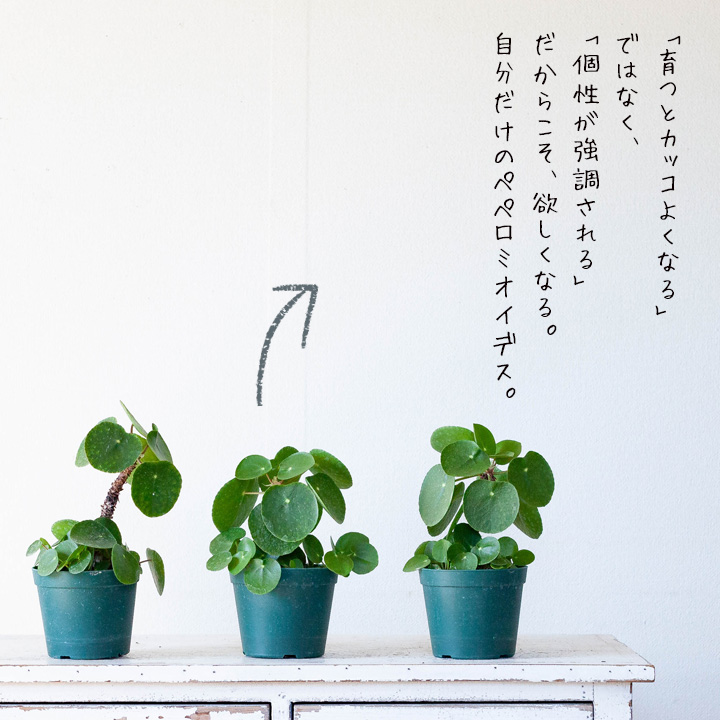 商品の説明