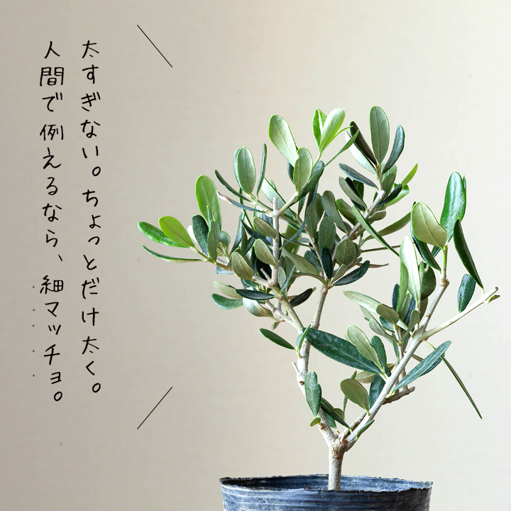 オリーブ ミニサイズNo.1 - その他観葉植物