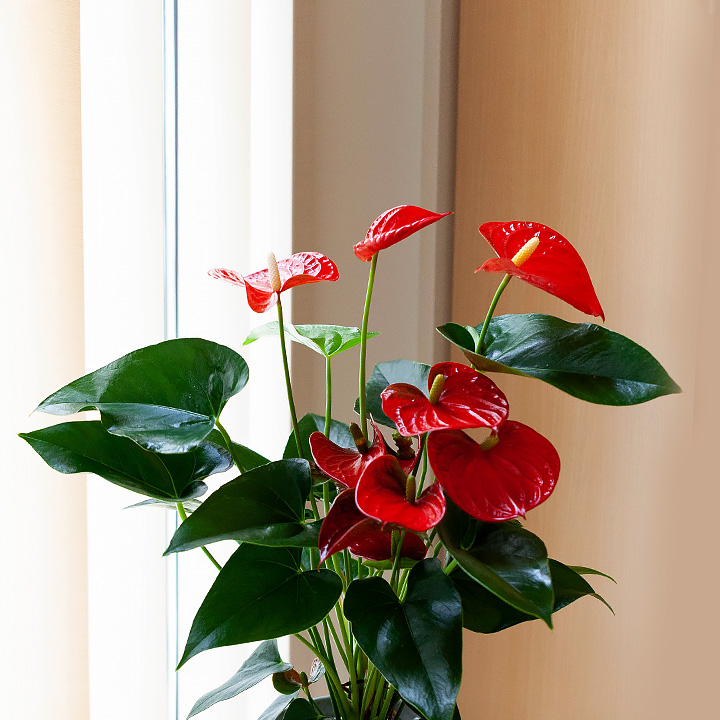 綺麗な赤 アンスリウム バンビーノレッド花束みたいな華やかさ