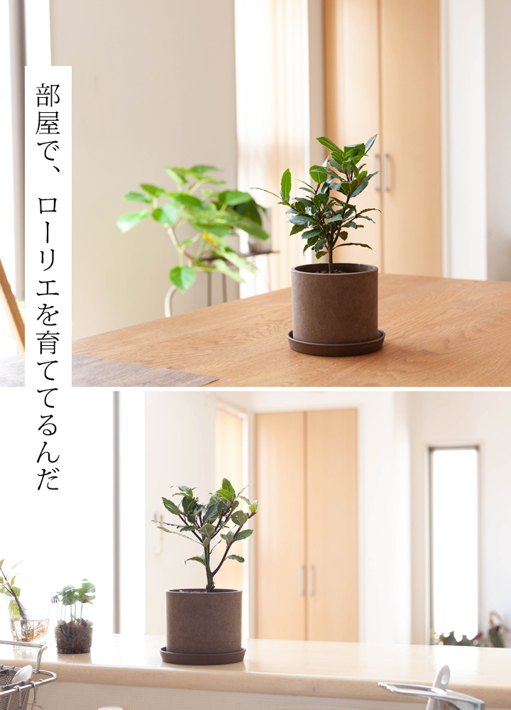 月桂樹 ローリエ 鉢植え 室内で小さく育てる 育て方付きe花屋