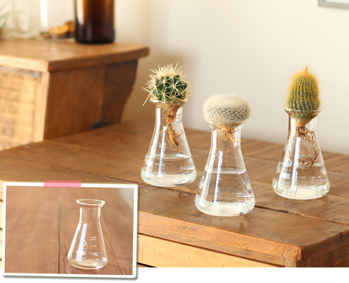 サボテンの水栽培 牛乳瓶みたいな容器に入れて 公式 E 花屋さん