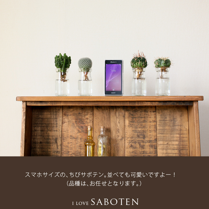小瓶に入れたサボテン