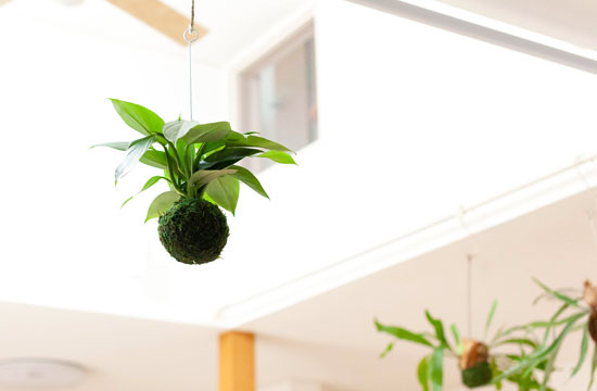 吊るす観葉植物 鉢を天井から吊り下げる 植物おしゃれインテリア