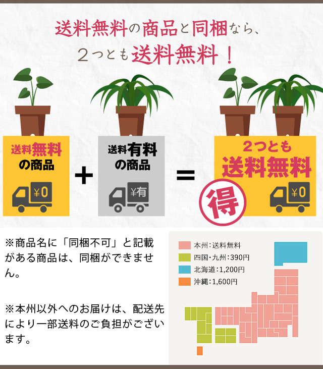 ペペロミア・イザベル