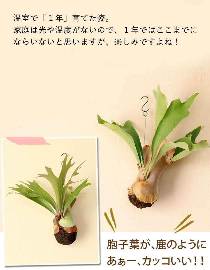 コウモリラン(ビカクシダ)苔玉｜育て方付き！小ぶり品種ネザーランド