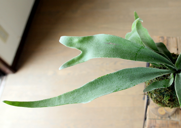 コウモリランの苔玉