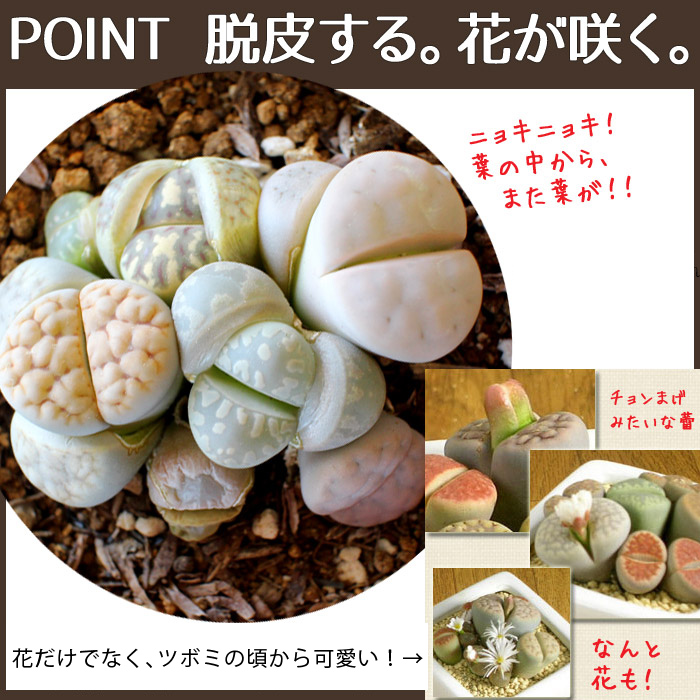 リトープス