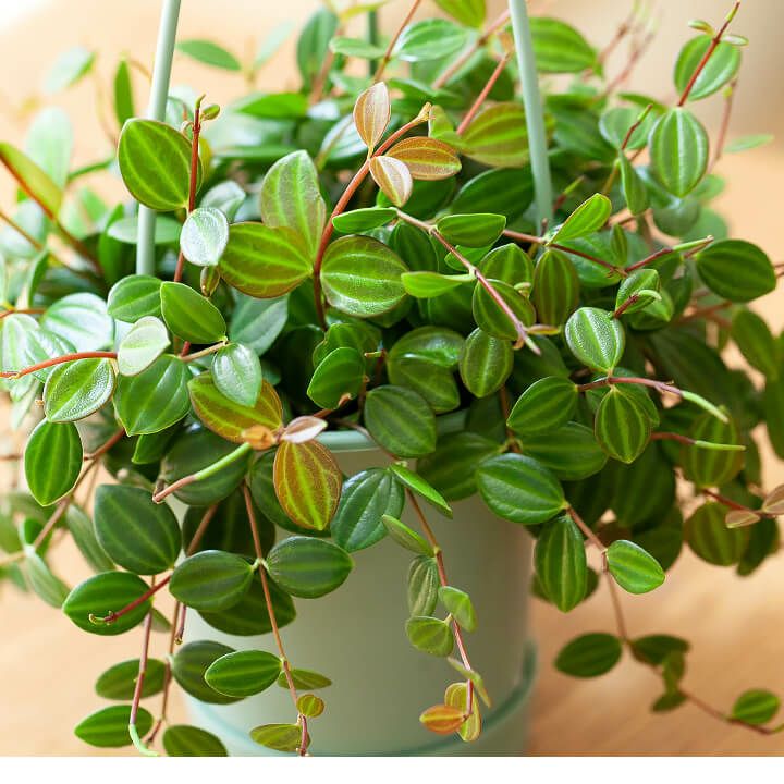 ペペロミアアングラータ育て方付き 成長のんびり 置き場所の自由度が高い