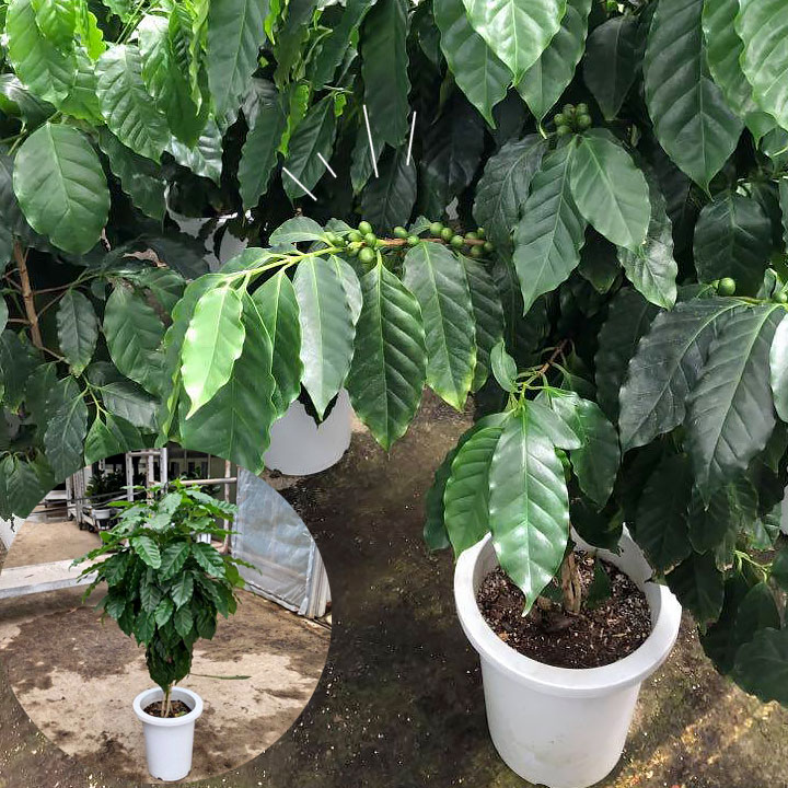 の 風水 コーヒー 木 コーヒー豆が採れる！コーヒーの木の上手な育て方と風水の話し
