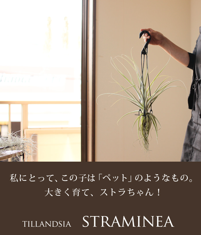 超希少❗️超絶特大❗️チランジア　ストラミネア　群生✨ 大型エアープランツ！農家の力作・巨大化ストラミネア（希少種）