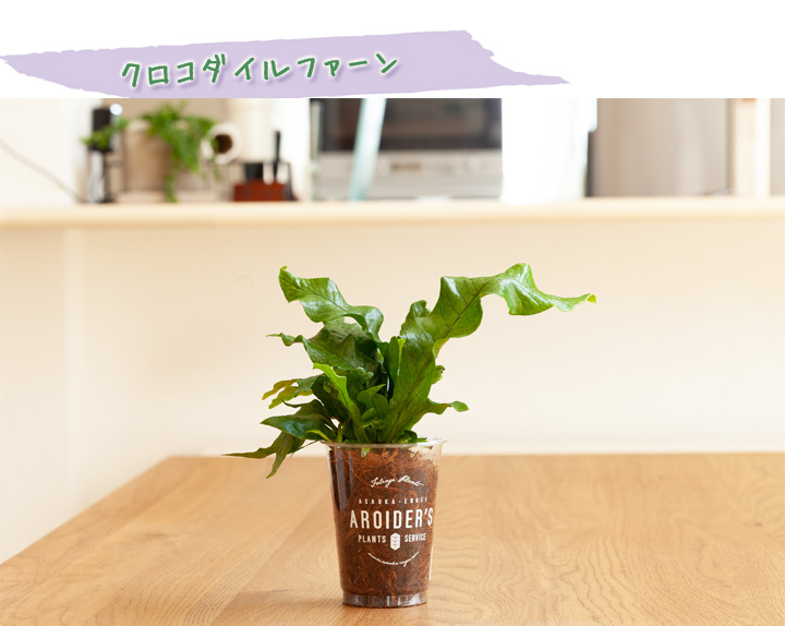 クロコダイルファン
