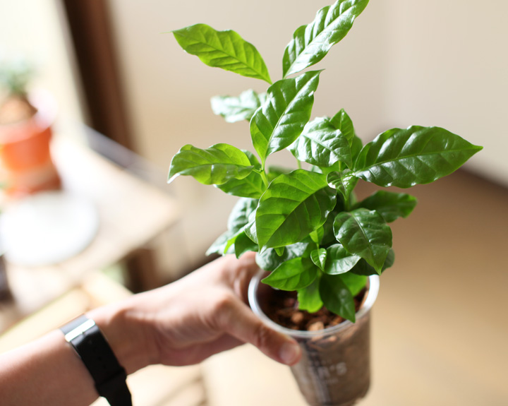 コーヒーの木の新芽