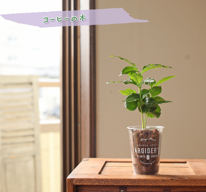 コーヒーの木