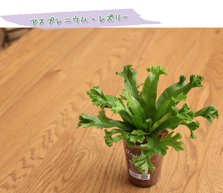 アスプレニウム