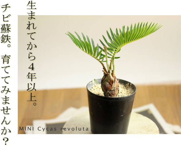 小さいソテツ（蘇鉄）観葉植物として室内でも楽しめるミニサイズ苗