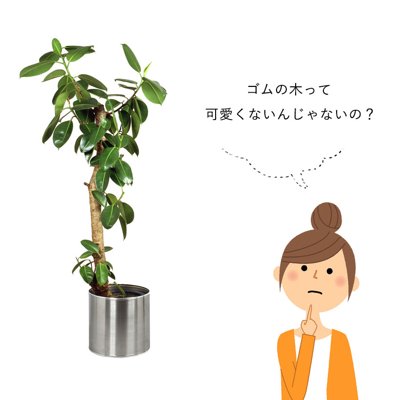 観葉植物のゴムの木とは？