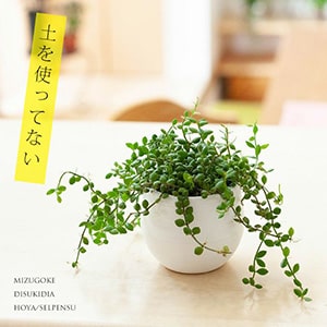 e-花屋さん 本店｜観葉植物のおすすめPICK UP