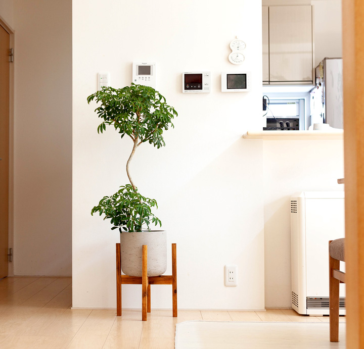 背が高い植物を入れたイメージ