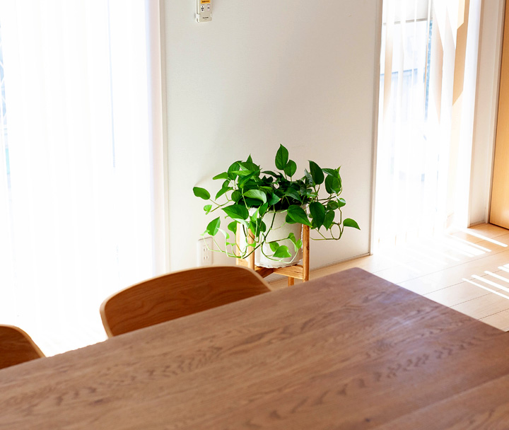 お洒落な植物がある暮らし