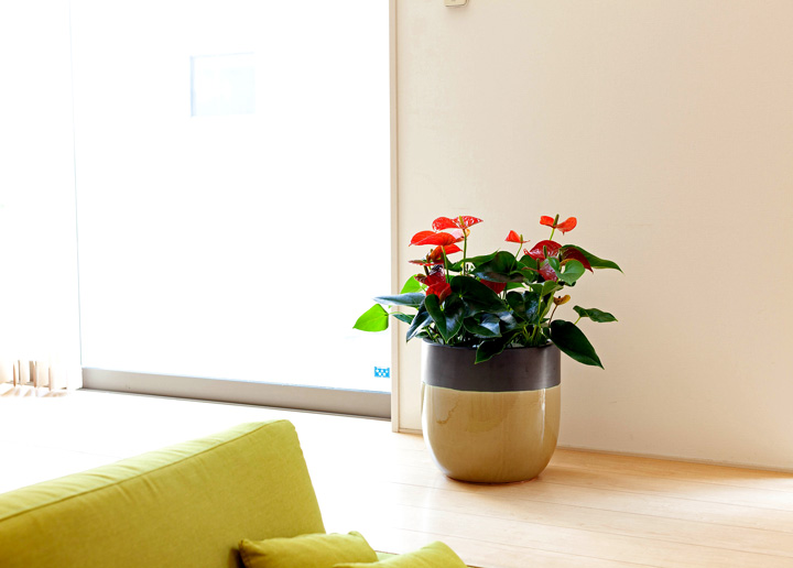 ありきたりな植物も