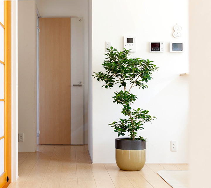 大型の植木鉢にフィカス・ナナを入れたイメージ