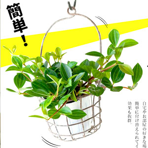 小さめ植木鉢 おしゃれな鉢と植物の専門店 公式 E 花屋さん