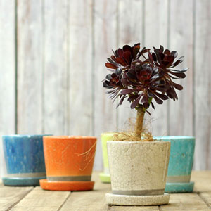 小さめ植木鉢 おしゃれな鉢と植物の専門店 公式 E 花屋さん