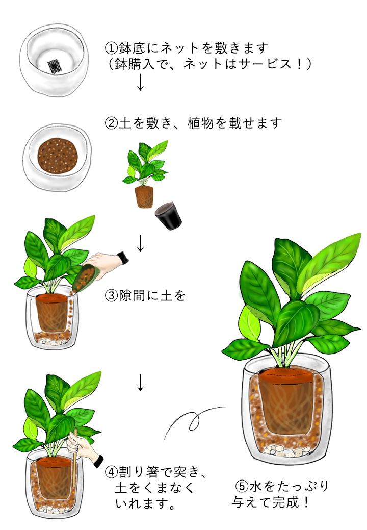 観葉植物の植え替えの説明