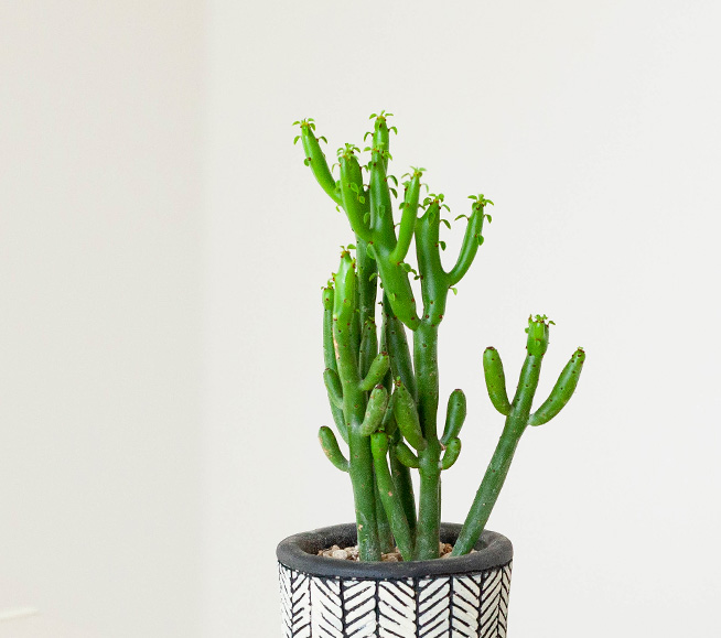 葉が細長い、荒野のサボテンみたいな観葉植物「オンコクラータ」