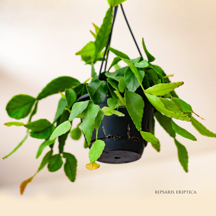 リプサリスエリプティカ｜シャコバサボテン似の観葉植物e-花屋