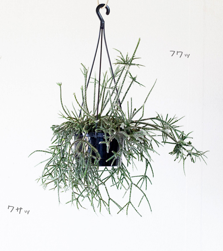 リプサリス フロストシュガー 公式 E 花屋さん