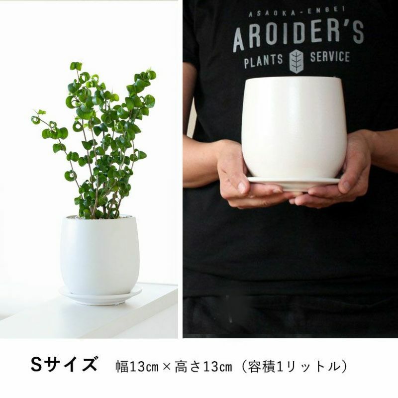 白い鉢（陶器）観葉植物がおしゃれに！寄せ植えできる大きめサイズ