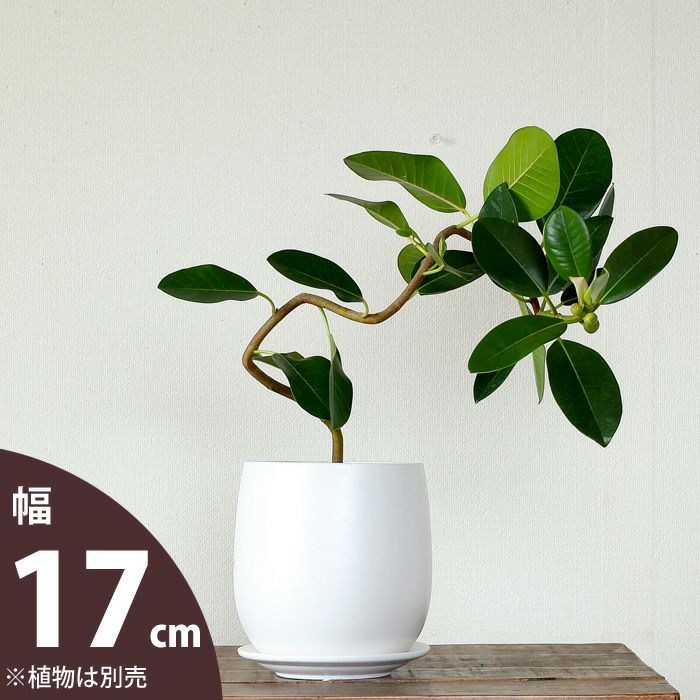 白マットで人気の植木鉢！陶器なのに丸みを帯びた優しいデザイン e-花屋さん