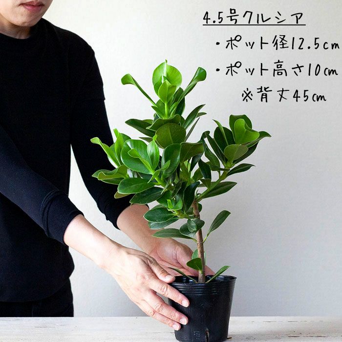 白マットで人気の植木鉢！陶器なのに丸みを帯びた優しいデザイン e-花屋さん