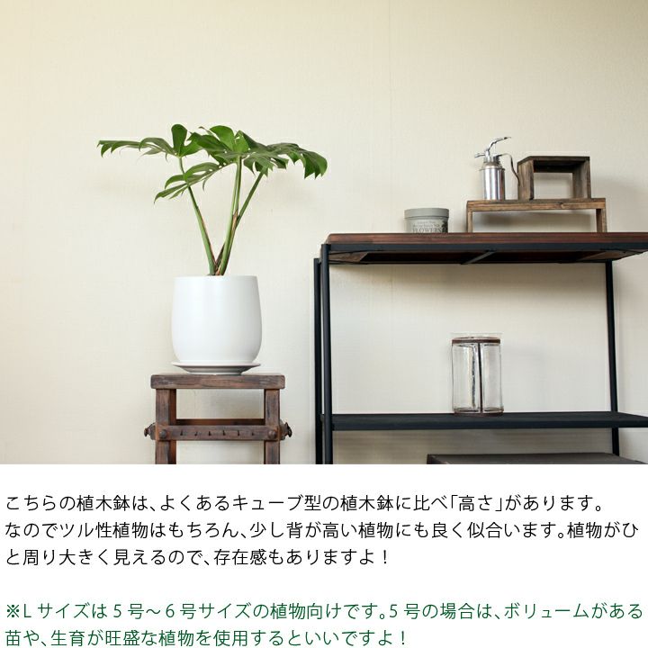白いマットな植木鉢!5~6号の観葉植物の植え替えに 白いマットな植木鉢!5~6号の観葉植物の植え替えに
