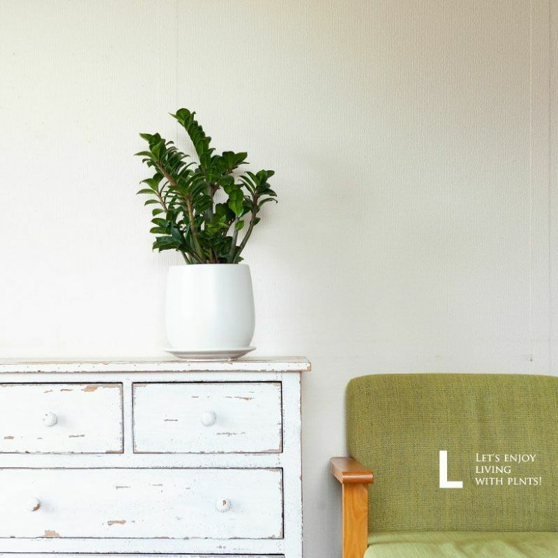 白いマットな植木鉢！5～6号の観葉植物の植え替えに