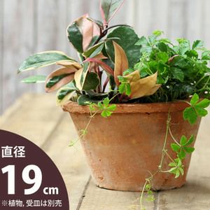 欲しい植木鉢が見つかる！室内外おしゃれプランター専門店