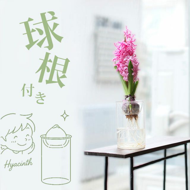 ヒヤシンス（花瓶＋球根）水栽培セット【時期は9～12月】育て方付き