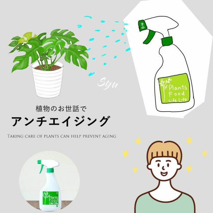 おしゃれ観葉植物の通販「初心者向け＆かわいい」インテリア植物