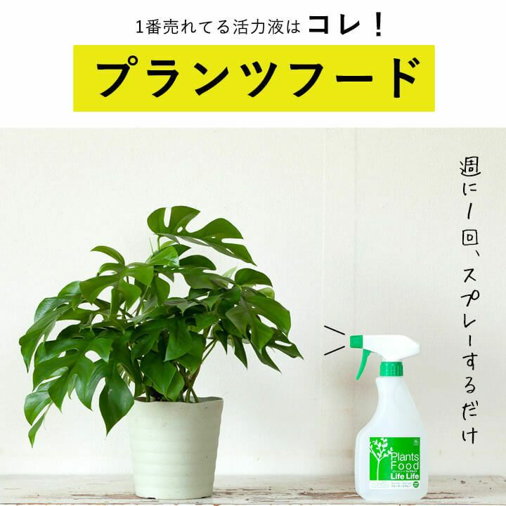 観葉植物の栄養剤プランツフード｜使い方簡単！おすすめスプレー